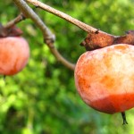 Persimmon_01