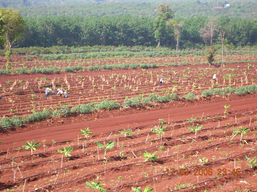 Darren Doherty keyline cacao agroforestry in Viet Nam